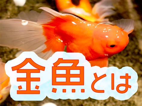 魚 金色|金魚とは｜特徴・生態・種類・餌・寿命などを紹介、奥深い観賞 